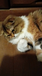 今松澄江ブリーダーからお迎えしたスコティッシュフォールド：ココちゃん