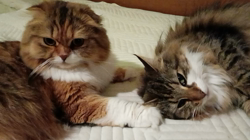 今松澄江ブリーダーからお迎えしたスコティッシュフォールド：ココちゃん