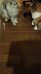 今松澄江ブリーダーからお迎えしたスコティッシュフォールド：ココちゃん