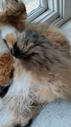 今松澄江ブリーダーからお迎えしたスコティッシュフォールド：ココちゃん