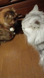 今松澄江ブリーダーからお迎えしたスコティッシュフォールド：ココちゃん