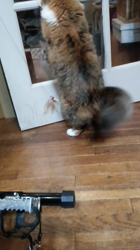 阿部伸二ブリーダーからお迎えしたノルウェージャンフォレストキャット：アプちゃん