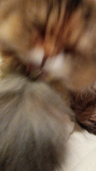 今松澄江ブリーダーからお迎えしたスコティッシュフォールド：ココちゃん