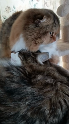 今松澄江ブリーダーからお迎えしたスコティッシュフォールド：ココちゃん