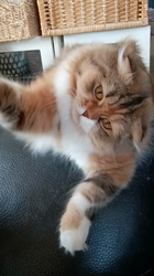 今松澄江ブリーダーからお迎えしたスコティッシュフォールド：ココちゃん