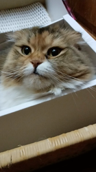 今松澄江ブリーダーからお迎えしたスコティッシュフォールド：ココちゃん