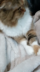 今松澄江ブリーダーからお迎えしたスコティッシュフォールド：ココちゃん