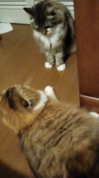 阿部伸二ブリーダーからお迎えしたノルウェージャンフォレストキャット：アプちゃん