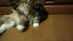 阿部伸二ブリーダーからお迎えしたノルウェージャンフォレストキャット：アプちゃん