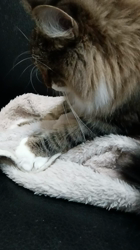 阿部伸二ブリーダーからお迎えしたノルウェージャンフォレストキャット：アプちゃん