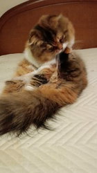 今松澄江ブリーダーからお迎えしたスコティッシュフォールド：ココちゃん