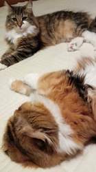 阿部伸二ブリーダーからお迎えしたノルウェージャンフォレストキャット：アプちゃん