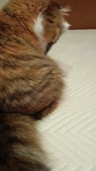 今松澄江ブリーダーからお迎えしたスコティッシュフォールド：ココちゃん