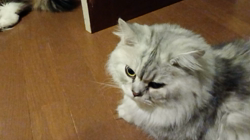 阿部伸二ブリーダーからお迎えしたノルウェージャンフォレストキャット：アプちゃん