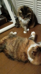 阿部伸二ブリーダーからお迎えしたノルウェージャンフォレストキャット：アプちゃん