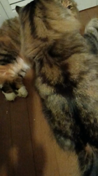 阿部伸二ブリーダーからお迎えしたノルウェージャンフォレストキャット：アプちゃん