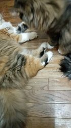 阿部伸二ブリーダーからお迎えしたノルウェージャンフォレストキャット：アプちゃん