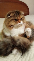 今松澄江ブリーダーからお迎えしたスコティッシュフォールド：ココちゃん