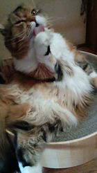 今松澄江ブリーダーからお迎えしたスコティッシュフォールド:ココちゃん