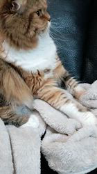 今松澄江ブリーダーからお迎えしたスコティッシュフォールド：ココちゃん