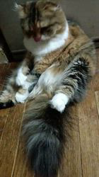 今松澄江ブリーダーからお迎えしたスコティッシュフォールド：ココちゃん