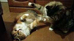 今松澄江ブリーダーからお迎えしたスコティッシュフォールド：ココちゃん