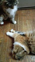 今松澄江ブリーダーからお迎えしたスコティッシュフォールド：ココちゃん