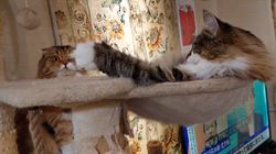 阿部伸二ブリーダーからお迎えしたノルウェージャンフォレストキャット：アプちゃん