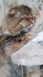 今松澄江ブリーダーからお迎えしたスコティッシュフォールド：ココちゃん