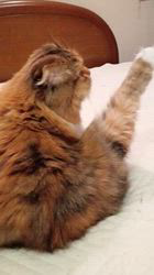 今松澄江ブリーダーからお迎えしたスコティッシュフォールド：ココちゃん