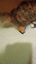 今松澄江ブリーダーからお迎えしたスコティッシュフォールド：ココちゃん