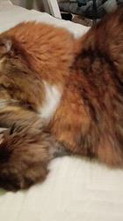 今松澄江ブリーダーからお迎えしたスコティッシュフォールド：ココちゃん