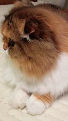 今松澄江ブリーダーからお迎えしたスコティッシュフォールド：ココちゃん