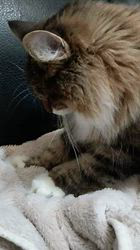 阿部伸二ブリーダーからお迎えしたノルウェージャンフォレストキャット：アプちゃん