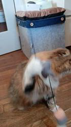 今松澄江ブリーダーからお迎えしたスコティッシュフォールド：ココちゃん