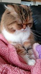 今松澄江ブリーダーからお迎えしたスコティッシュフォールド：ココちゃん