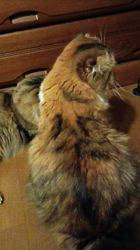 今松澄江ブリーダーからお迎えしたスコティッシュフォールド：ココちゃん