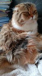 今松澄江ブリーダーからお迎えしたスコティッシュフォールド：ココちゃん