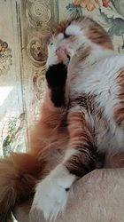 今松澄江ブリーダーからお迎えしたスコティッシュフォールド：ココちゃん