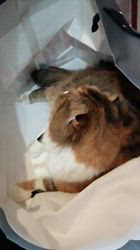 今松澄江ブリーダーからお迎えしたスコティッシュフォールド：ココちゃん