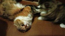 今松澄江ブリーダーからお迎えしたスコティッシュフォールド：ココちゃん