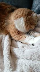 今松澄江ブリーダーからお迎えしたスコティッシュフォールド：ココちゃん