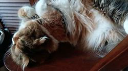 今松澄江ブリーダーからお迎えしたスコティッシュフォールド：ココちゃん