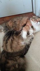 今松澄江ブリーダーからお迎えしたスコティッシュフォールド：ココちゃん