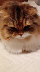 今松澄江ブリーダーからお迎えしたスコティッシュフォールド：ココちゃん