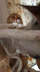 今松澄江ブリーダーからお迎えしたスコティッシュフォールド：ココちゃん