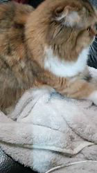 今松澄江ブリーダーからお迎えしたスコティッシュフォールド：ココちゃん