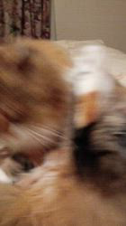 今松澄江ブリーダーからお迎えしたスコティッシュフォールド：ココちゃん