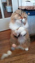 今松澄江ブリーダーからお迎えしたスコティッシュフォールド：ココちゃん