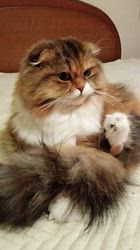 今松澄江ブリーダーからお迎えしたスコティッシュフォールド：ココちゃん